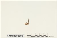 藏品(日本殘齒苔)的圖片